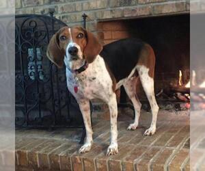 Treeing Walker Coonhound Dogs for adoption in Orlando, FL, USA