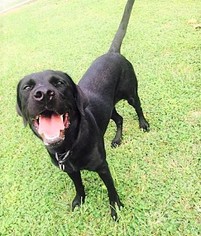 Labrador Retriever Dogs for adoption in Elkton, FL, USA