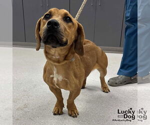 Bassetdor Dogs for adoption in Washington, DC, USA