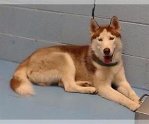 Siberian Husky-Unknown Mix Dogs for adoption in Moreno Valley, CA, USA