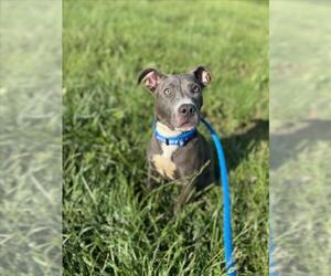 American Pit Bull Terrier Dogs for adoption in Derwood, MD, USA