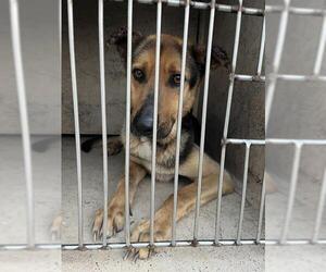 German Shepherd Dog Dogs for adoption in Oklahoma City, OK, USA