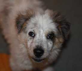 Old English Sheepdog-Unknown Mix Dogs for adoption in Dodson, MT, USA