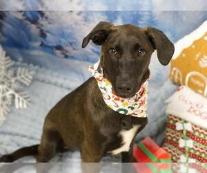 German Shepherd Dog-Unknown Mix Dogs for adoption in Placerville, CA, USA