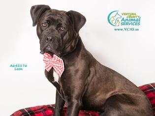 Boxweiler Dogs for adoption in Camarillo, CA, USA
