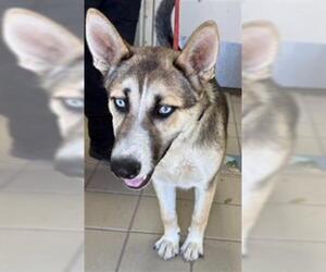 German Shepherd Dog-Siberian Husky Mix Dogs for adoption in Santa Barbara, CA, USA