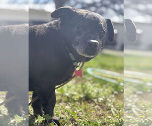Pembroke Welsh Corgi-Unknown Mix Dogs for adoption in Chico, CA, USA