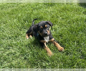 Mutt Dogs for adoption in Plainfield, IL, USA