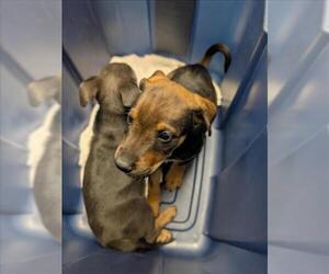 Blue Lacy-Unknown Mix Dogs for adoption in Corpus Christi, TX, USA