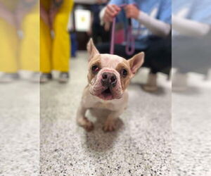 French Bulldog-Unknown Mix Dogs for adoption in New York, NY, USA