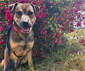 German Shepherd Dog-Unknown Mix Dogs for adoption in McKinleyville, CA, USA