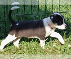 Pointer-Unknown Mix Dogs for adoption in Minneapolis, MN, USA