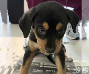 Colonial Cocker Spaniel-Unknown Mix Dogs for adoption in Washington, DC, USA