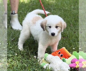 Great Pyrenees Dogs for adoption in Yardley, PA, USA