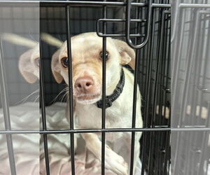 Chihuahua-Unknown Mix Dogs for adoption in Chico, CA, USA