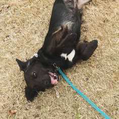Borador Dogs for adoption in Durham, NC, USA