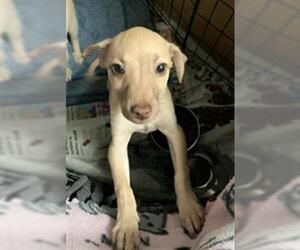 Chihuahua Dogs for adoption in Bakersfield, CA, USA