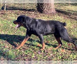 Rottweiler Dogs for adoption in Murfreesboro, TN, USA