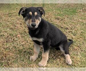 German Shepherd Dog-Unknown Mix Dogs for adoption in San Clemente, CA, USA