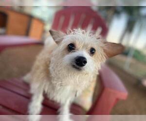 Jacairn Dogs for adoption in  Ramona, CA, USA