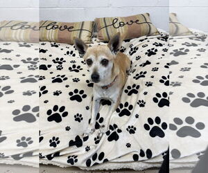 Chiweenie Dogs for adoption in York, SC, USA