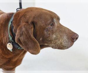 - Mix Dogs for adoption in Minneapolis, MN, USA