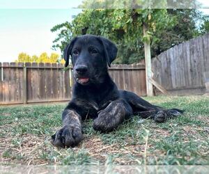 Labrador Retriever-Unknown Mix Dogs for adoption in Clovis, CA, USA