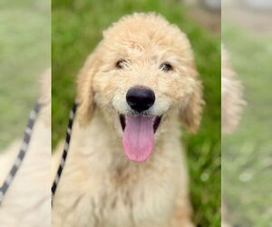 Goldendoodle Dogs for adoption in Pacolet, SC, USA