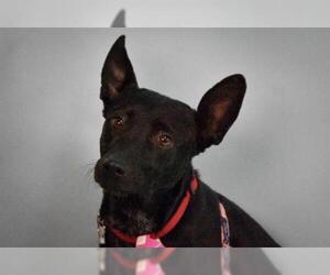 Australian Kelpie Dogs for adoption in Fort Collins, CO, USA