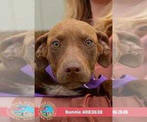 Labrador Retriever Dogs for adoption in Mobile, AL, USA