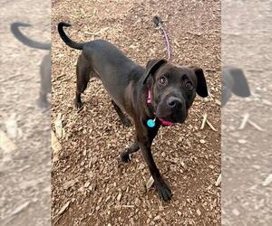 Labrador Retriever-Unknown Mix Dogs for adoption in Waterford, VA, USA