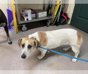 Basset Hound Dogs for adoption in Pasadena, CA, USA