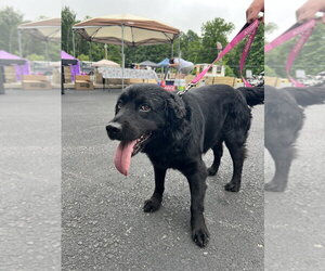 Field Spaniel-Labrador Retriever Mix Dogs for adoption in Benton, PA, USA
