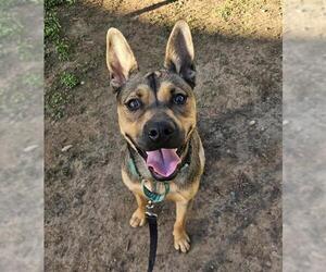 German Shepherd Dog-Unknown Mix Dogs for adoption in Sacramento, CA, USA