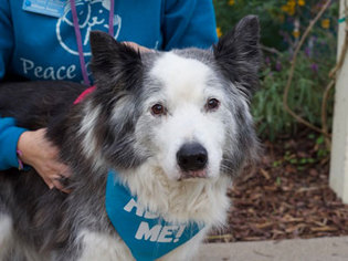 Border-Aussie Dogs for adoption in Pacific Grove, CA, USA