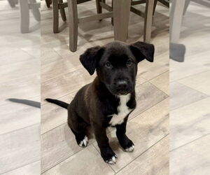 Labrador Retriever Dogs for adoption in San Diego, CA, USA