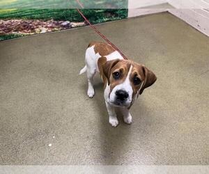 Beagle-Unknown Mix Dogs for adoption in Moreno Valley, CA, USA