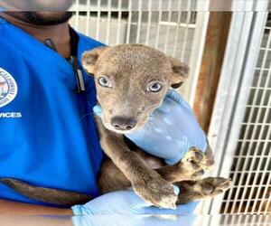 Chihuahua-Unknown Mix Dogs for adoption in San Bernardino, CA, USA