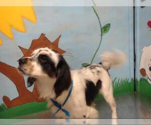 Cavalier King Charles Spaniel Dogs for adoption in Houston, TX, USA