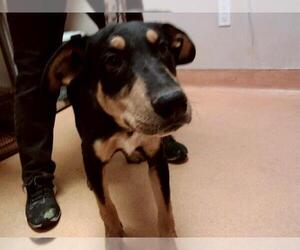 German Shepherd Dog-Unknown Mix Dogs for adoption in Martinez, CA, USA