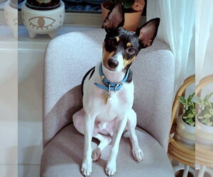 Rat Terrier Dogs for adoption in Atlanta, GA, USA