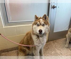 Siberian Husky Dogs for adoption in Pueblo, CO, USA