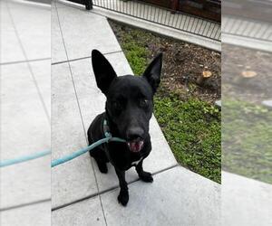 German Shepherd Dog Dogs for adoption in Tracy, CA, USA