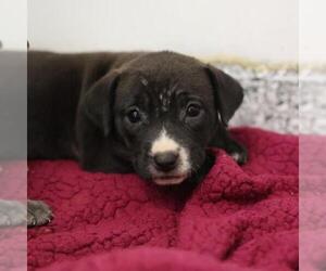American Staffordshire Terrier-Unknown Mix Dogs for adoption in San Antonio, TX, USA