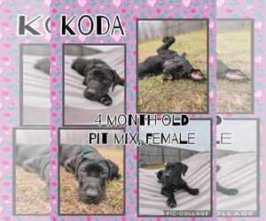 American Pit Bull Terrier-Unknown Mix Dogs for adoption in Jacksonville, NC, USA