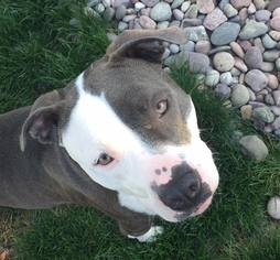 American Pit Bull Terrier Dogs for adoption in Tacoma, WA, USA