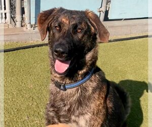 Dutch Shepherd -Unknown Mix Dogs for adoption in Newport Beach, CA, USA