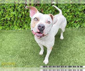 American Bulldog Dogs for adoption in West Palm Beach, FL, USA