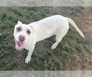 American Pit Bull Terrier Dogs for adoption in Bakersfield, CA, USA