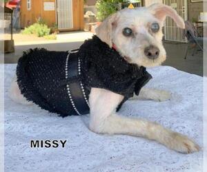Poodle (Miniature) Dogs for adoption in Lindsay, CA, USA
